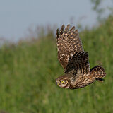 Little owls